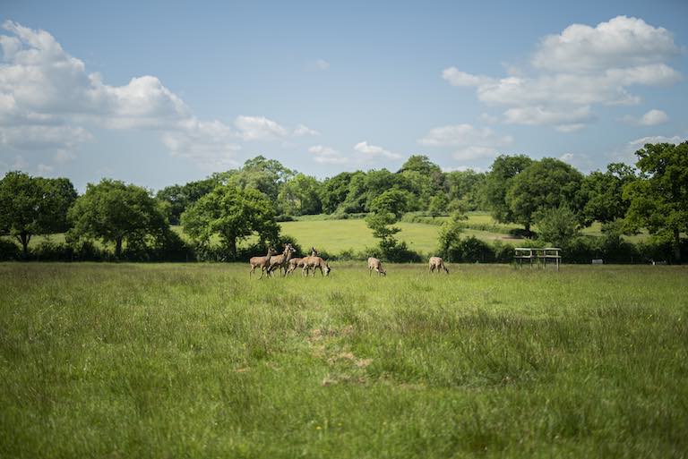 The challenges of Rewilding and landscape restoration