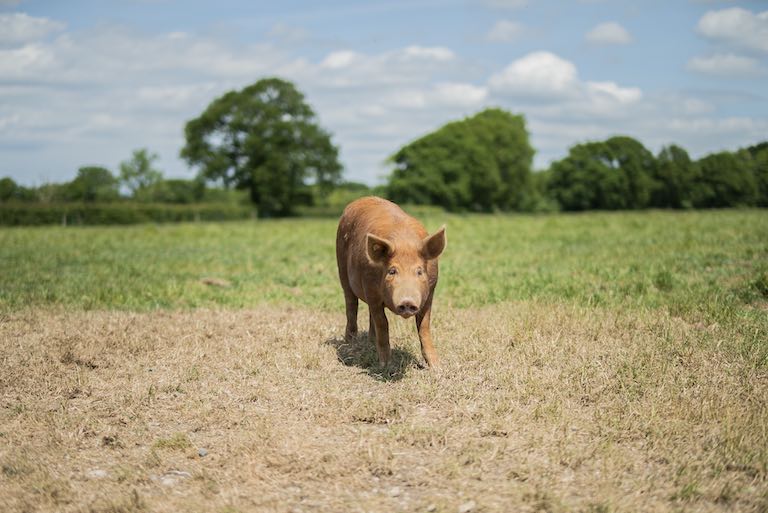Future of Rewilding and landscape restoration