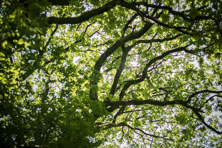 Rewilding and landscape restoration outcome